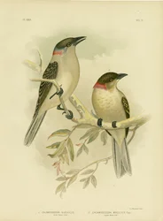 Great Bowerbird, 1891